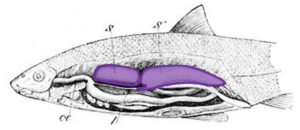 Ilustración de un Alburno (Alburnoides bipunctatus) En morado sus vejigas natatorias. (Imagen de dominio público modificada)