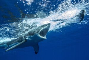 Great White Shark chasing prey underwater (Fotografía de Sharkcrew, Creative Commons)