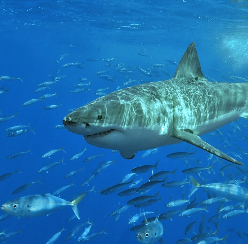 Tiburón blanco nadando bajo el agua