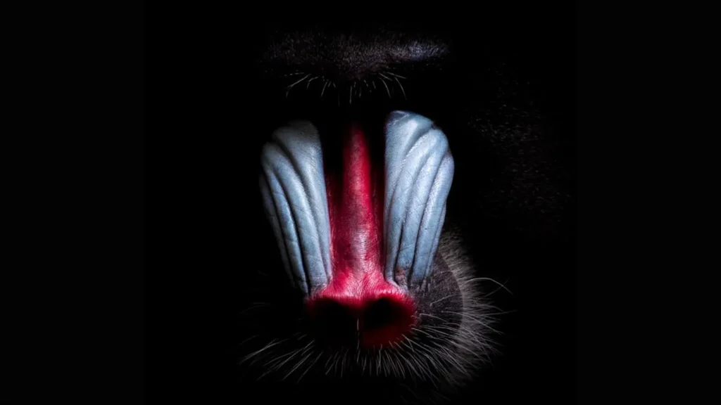 Rostro de un mandril (Mandrillus sphinx) oculto entre sombras duras