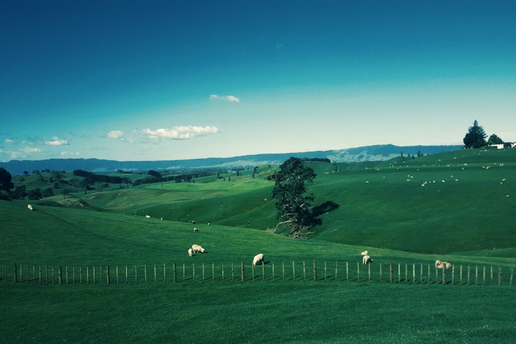 Ovejas en una pradera de Waikato (Nueva Zelanda). Fotografía de Gabriel Peter