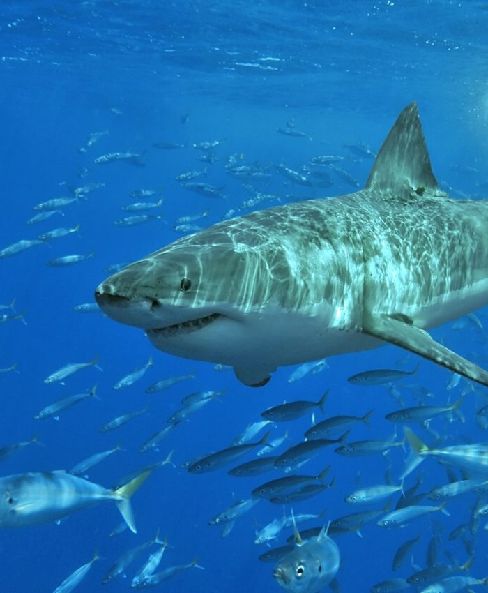 Tiburón blanco nadando bajo el agua