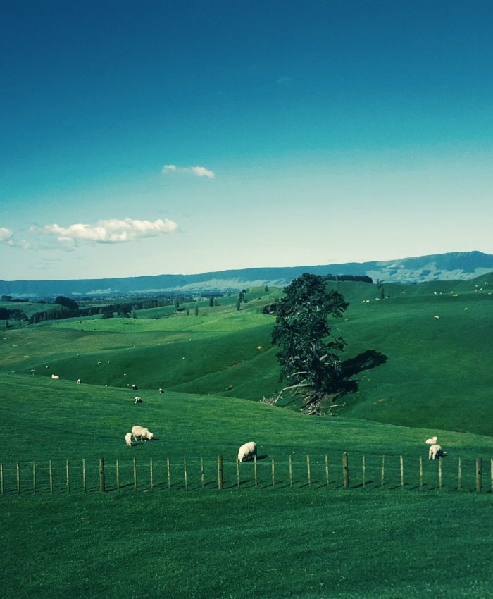 Ovejas en una pradera de Waikato (Nueva Zelanda). Fotografía de Gabriel Peter